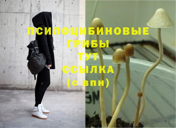 сатива Гусев